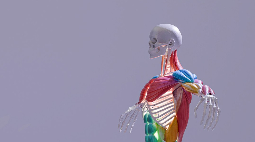 human body facts