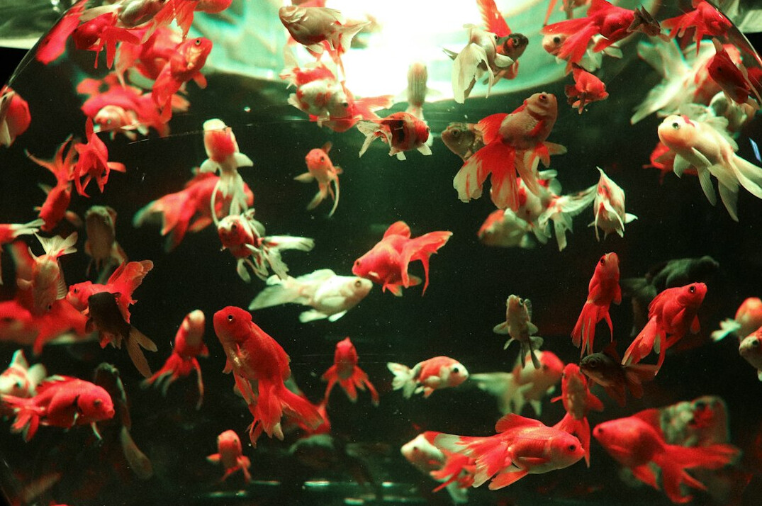 goldfish in aquarium
